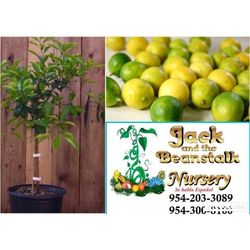 Key Lime Dwarf Grafted Trees 3gal Arboles De Limon Criollo Injertados 3gal 