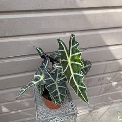 6” Alocasia African Mask