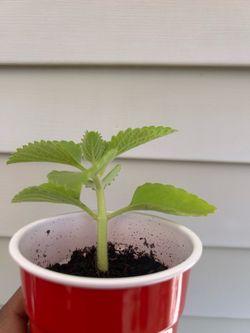 Mexican Mint / Cuban Oregano / Karpooravalli plant