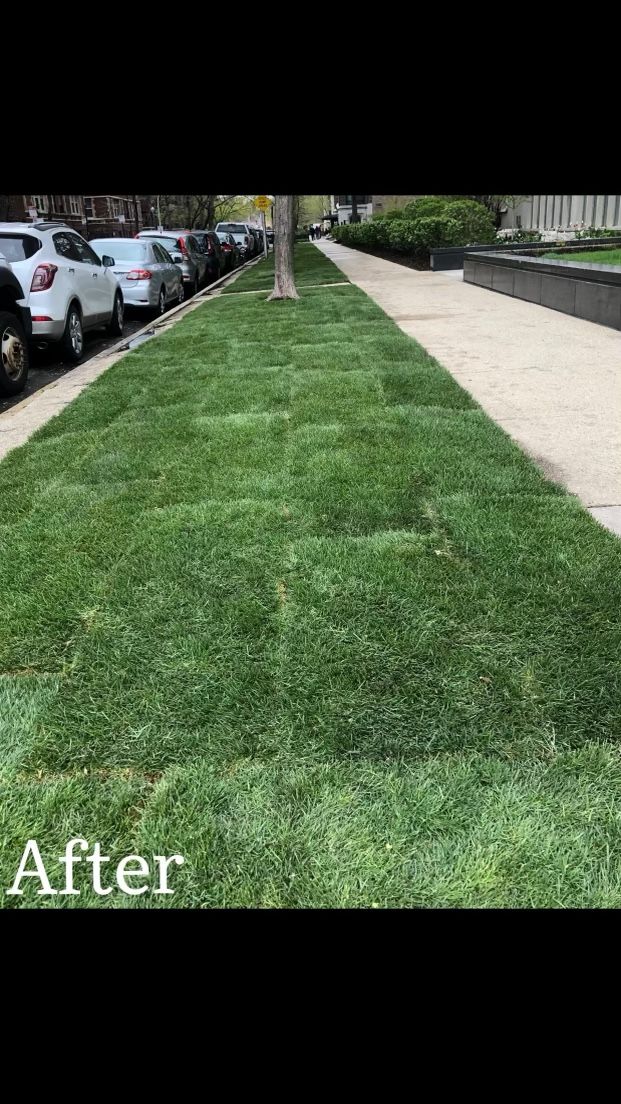 Sod For Sale