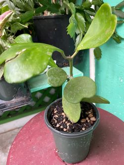 Hoya