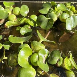 Water Hyacinth