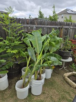 Plant Banana Trees 