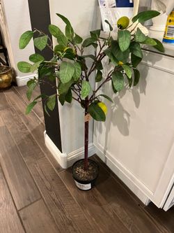 Adorable fake decorative lemon 🍋 tree