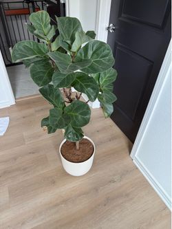 Large Easyplant Fiddle Leaf Fig