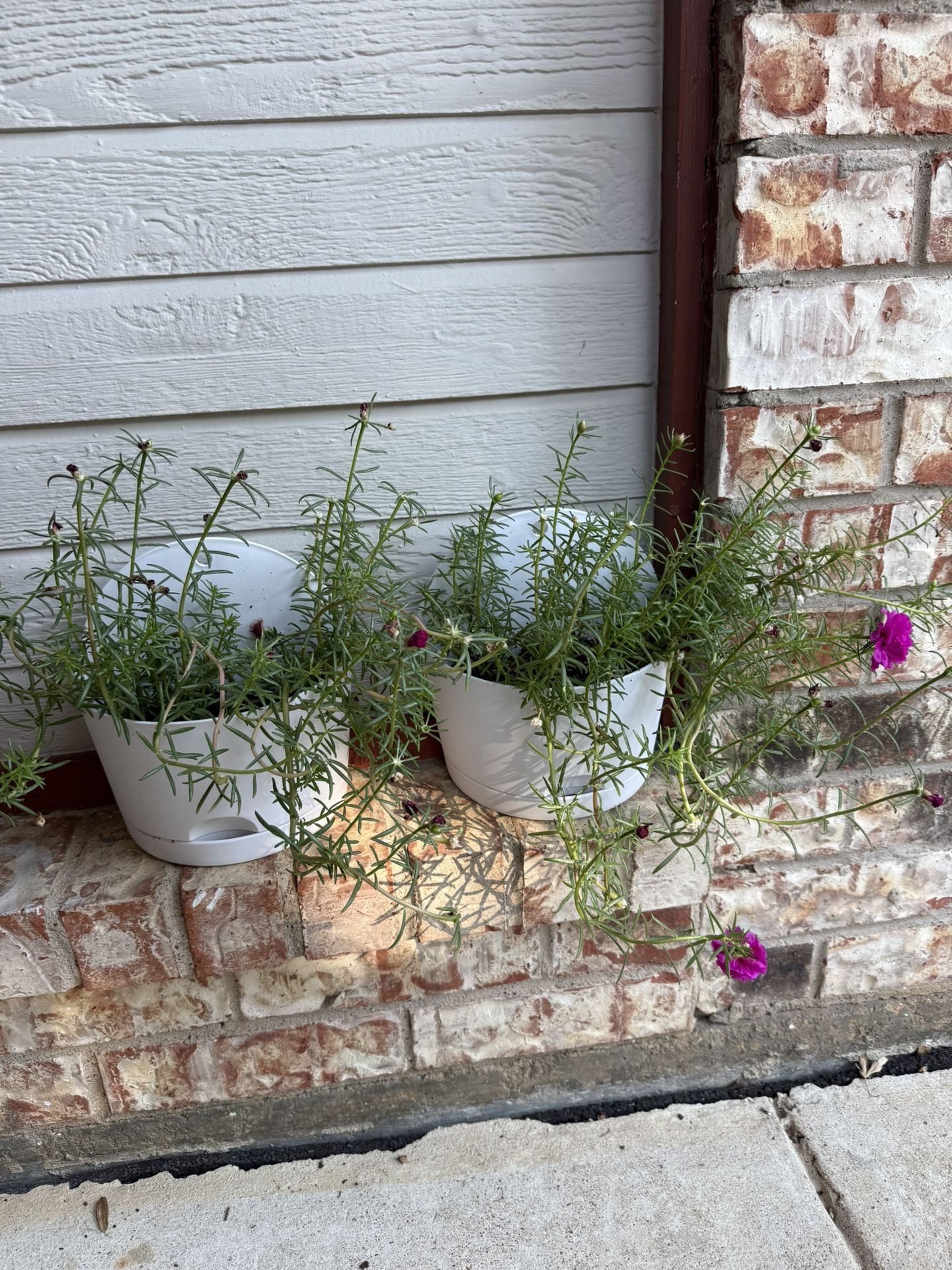 (Portulaca Grandiflora) Amor De Un Rato Fuchsia