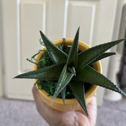 Live Haworthia Indoor Low Light Succulent 