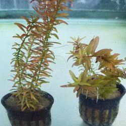 Rotala Indica  - Aquascaping  - Freshwater  - Fish tank 