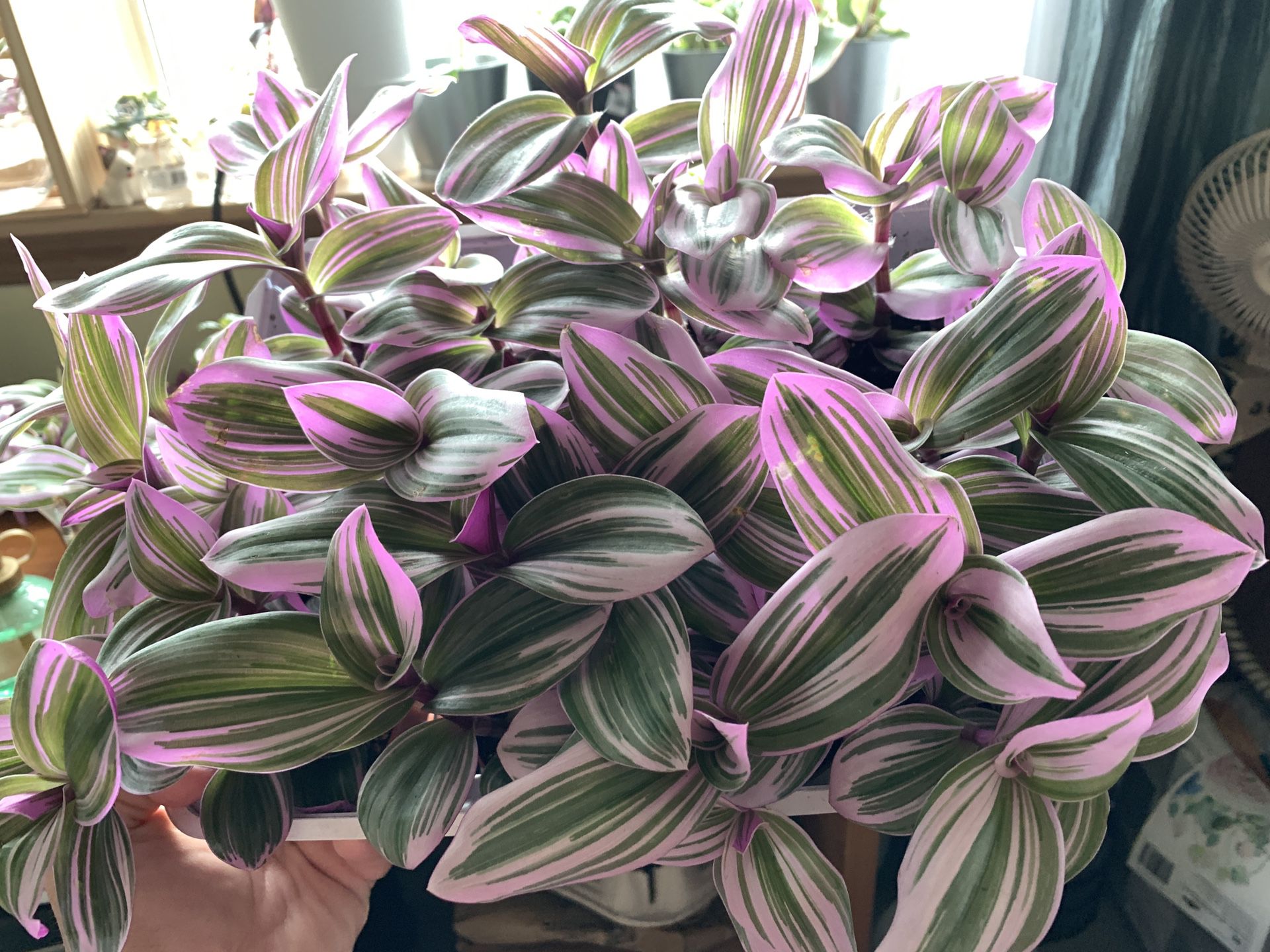 Rare nanouk pink Tradescantia plant cutting or in 2 inch pot