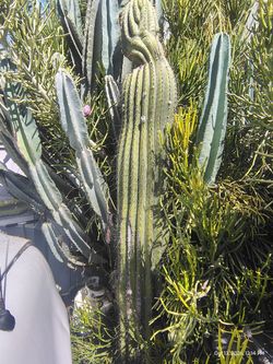 Fat boy cactus plant