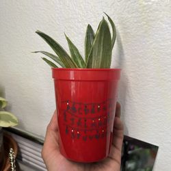 Silver Flame Snake Plant