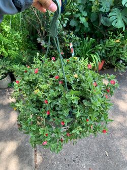 Ice plant mix