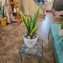 Sansevieria Snake Plants In 5in Ceramic Pot 