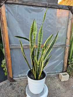 Snake Plant  12 " Nursery 4ft Tall