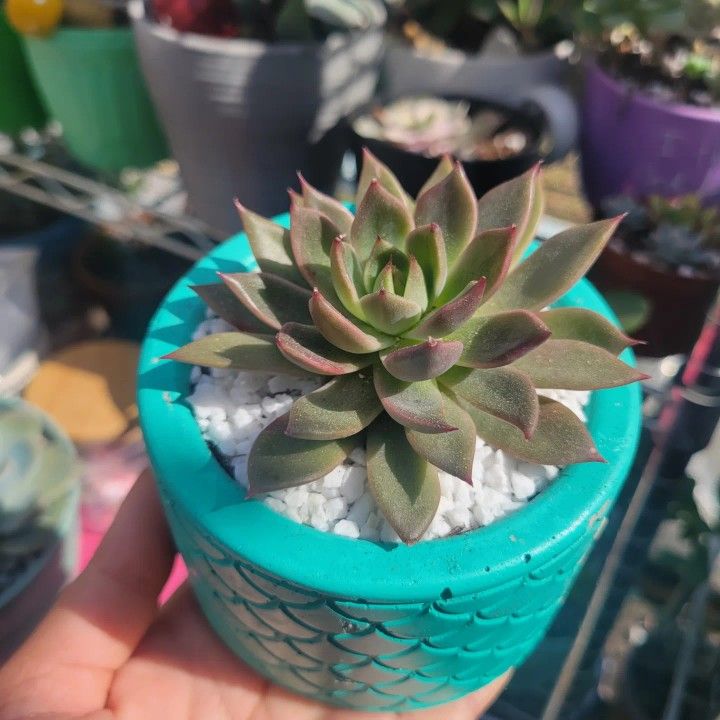 Echeveria 