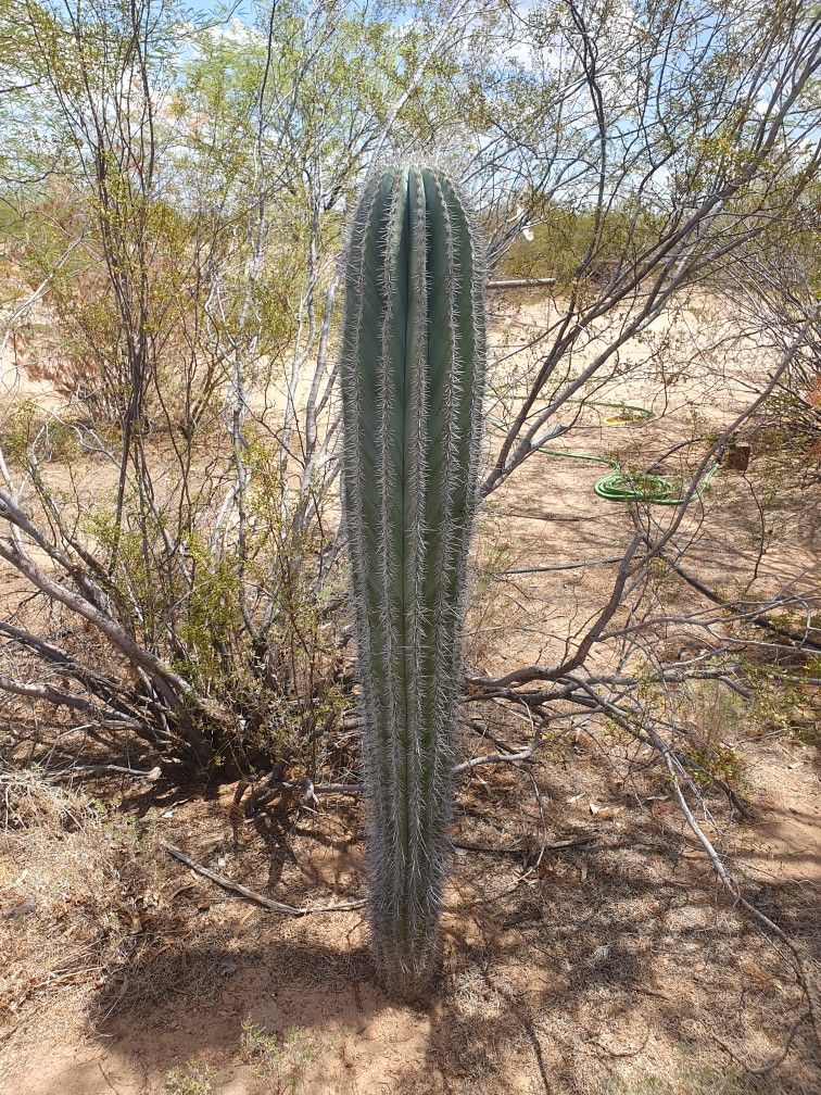 🔥Known For Fake Saguaro, Mexican Cordon Cactus 🌵