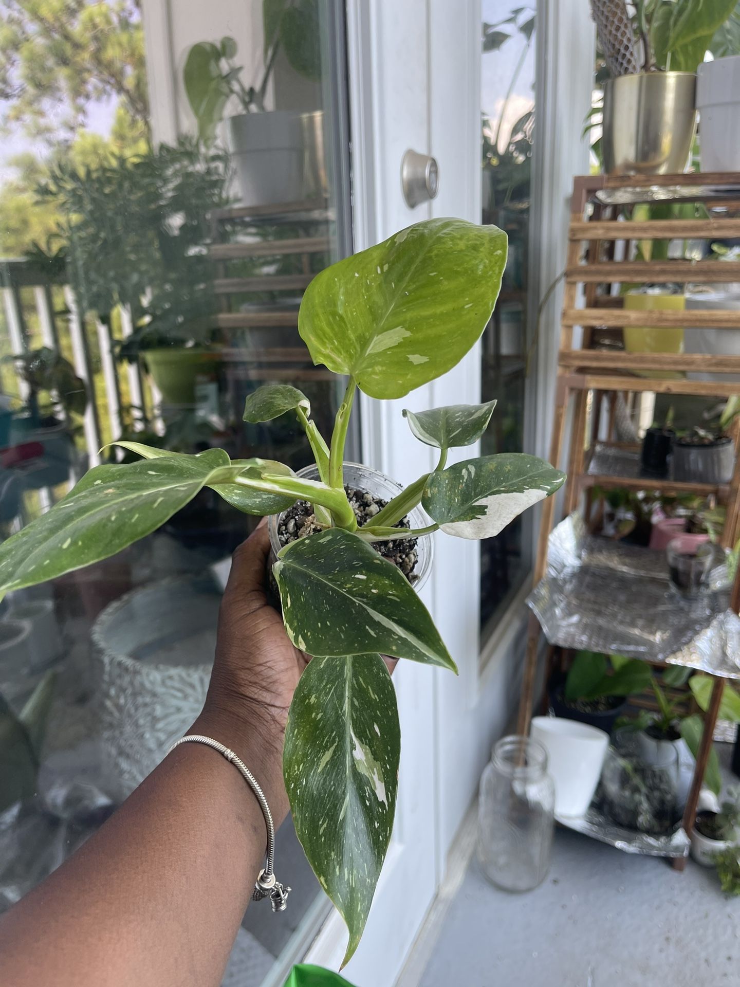 Philodendron White Princess