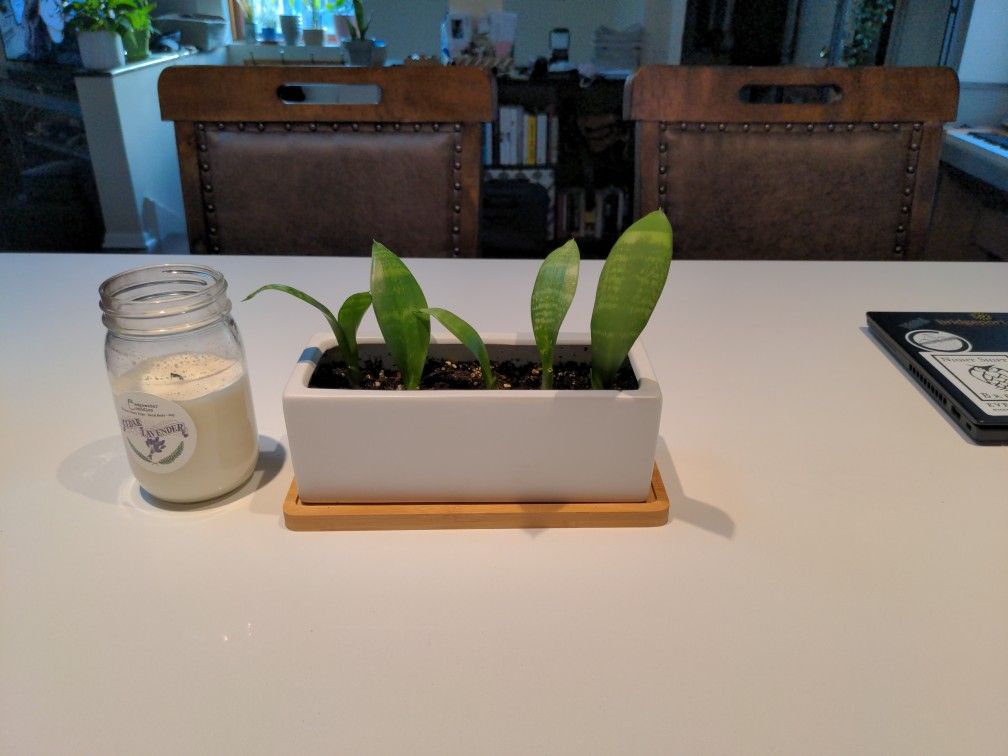 Baby Snake Plants In Pearl White And Bamboo Pot