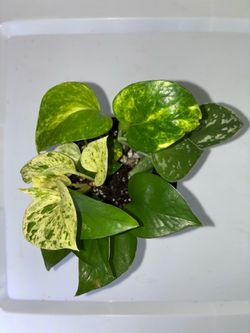 Pothos Variety Plant