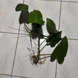 Blushing Philandering Plant 