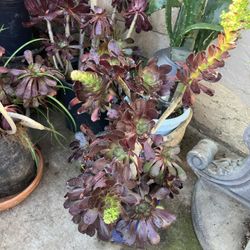 Plants Black Rose In 5 Gallon Pots 