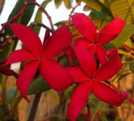 Plumeria Japanese Lantern