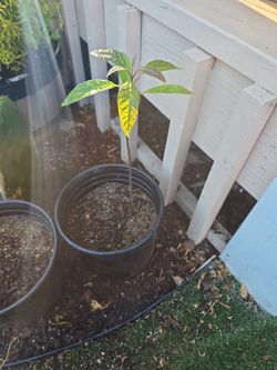 Avocado Tree
