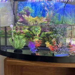 Fish Tank 
