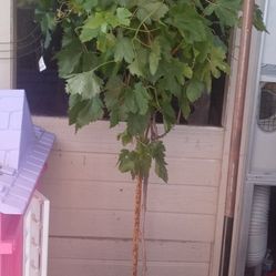 Plant