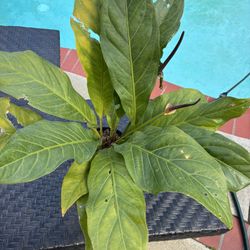 Anthurium Hookeri/ Bird’s Nest House Plant