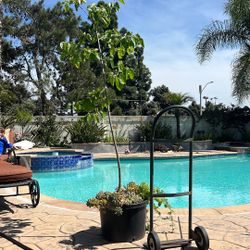 Persian White Mulberry Self Fruitful 20 Gallons 6,5 ft Succulents In Pot