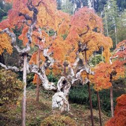 ‘Nakakamado Weeping Treasure’ Japanese Maple Trees —
