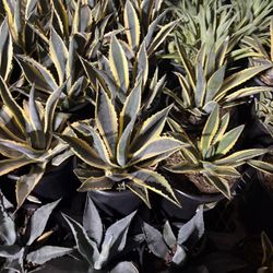 Large Variegated Agave Americana - 5 Gallon Century Plants