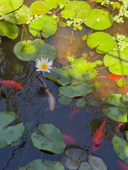 Water lilies