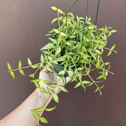 Hoya Bella Inner Variegated In 6” Pot 