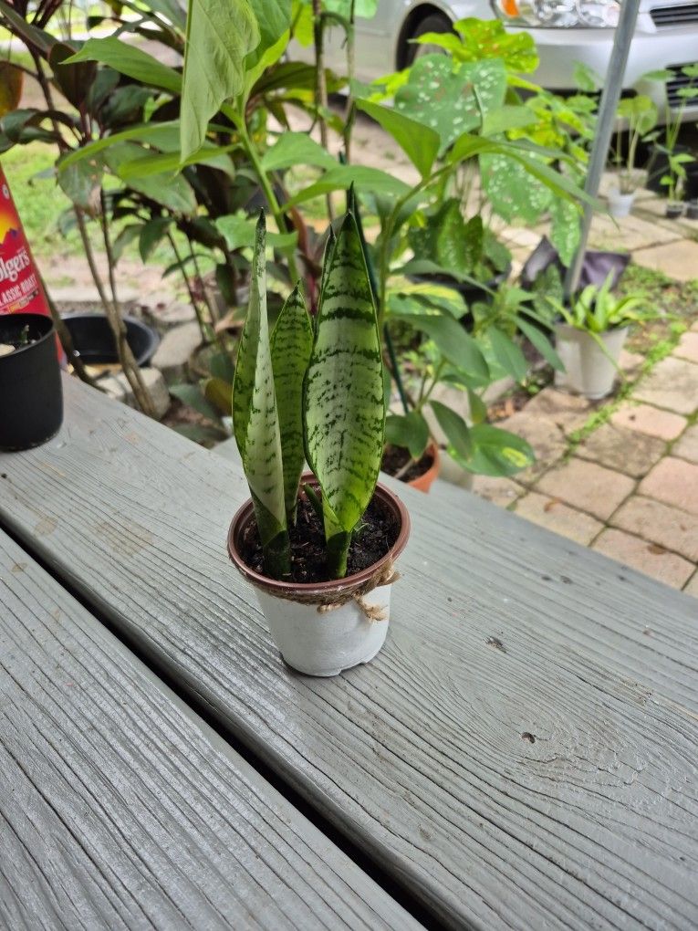 Snake Plant Great Indoor Air Purifier Qualities