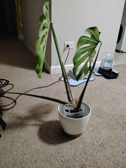 House plant