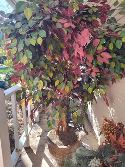 Highest QUALITY HUGE AND VERY VERY FULL Artificial Ficus Tree in Pot