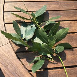 Fresh Bay Leaves