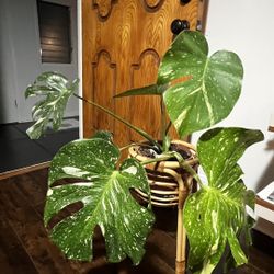 Monstera Thai Constellation 