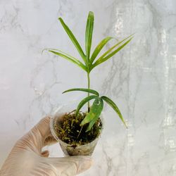 Amydrium Zippelianum