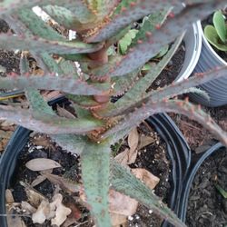 Aloe Bright Star'