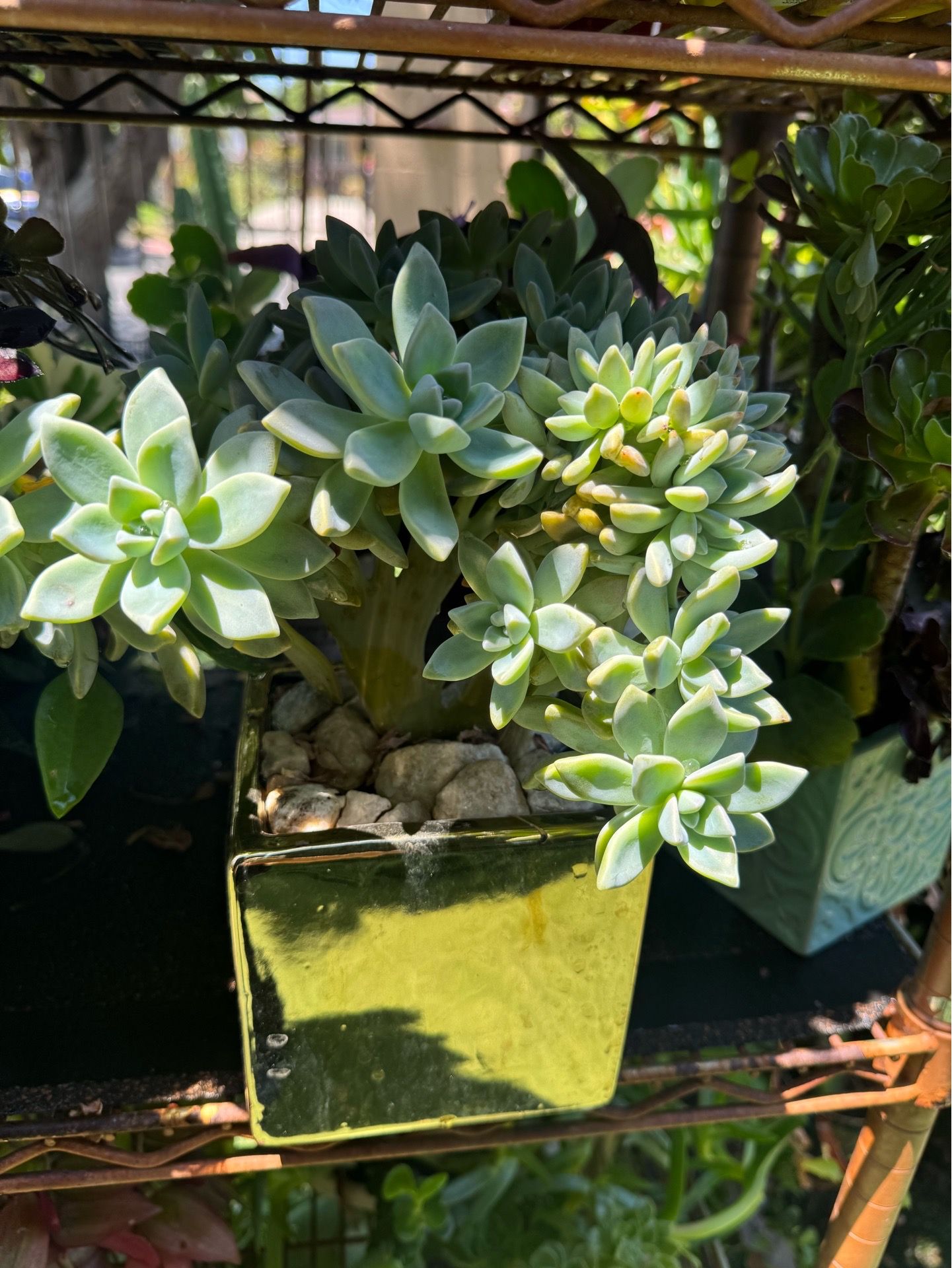 Cute crested succulent in a beautiful pot
