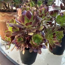 Suculent Plants