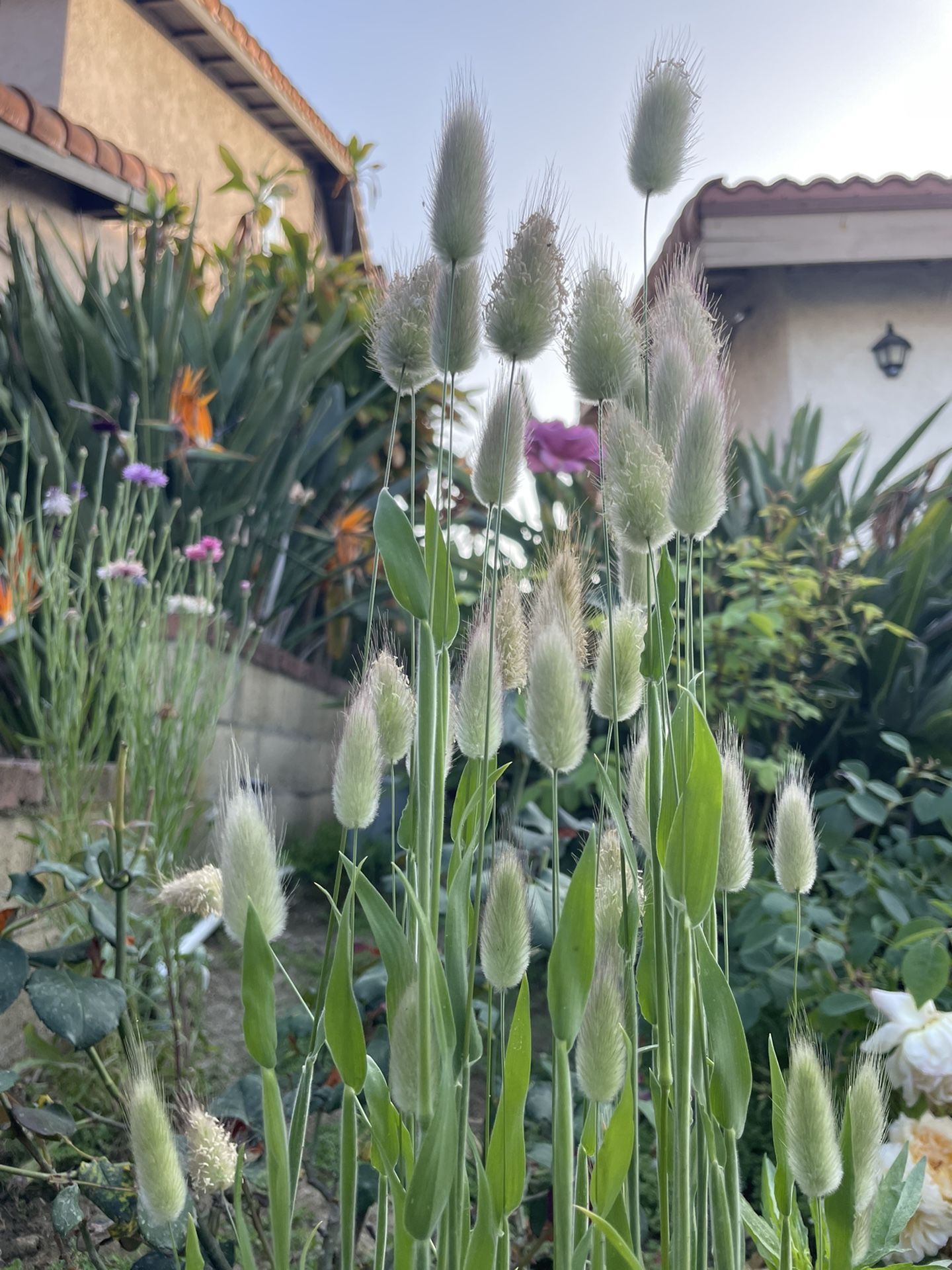 Ornamental grass Seeds x 100
