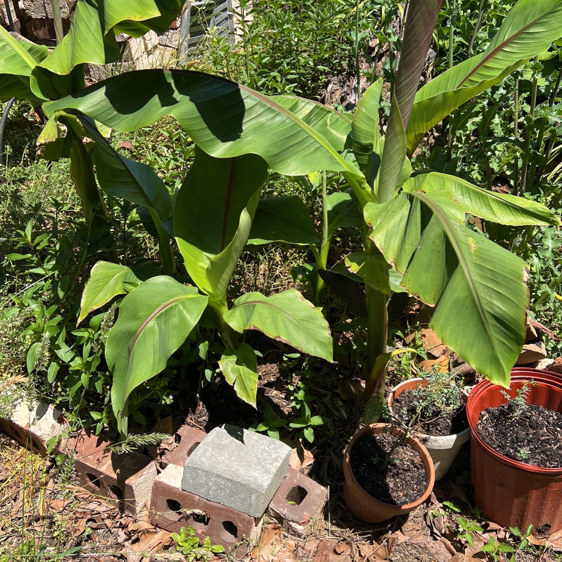 Banana Plants