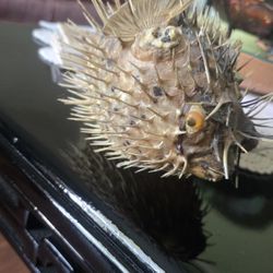 Taxidermy Crafted Freckled Porcupine Fish