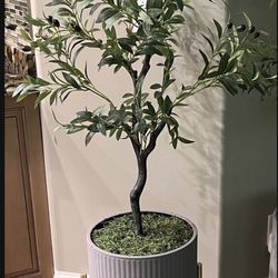 New Olive Tree With Pot 
