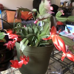Christmas Cactus Red Color
