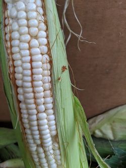 Elotes